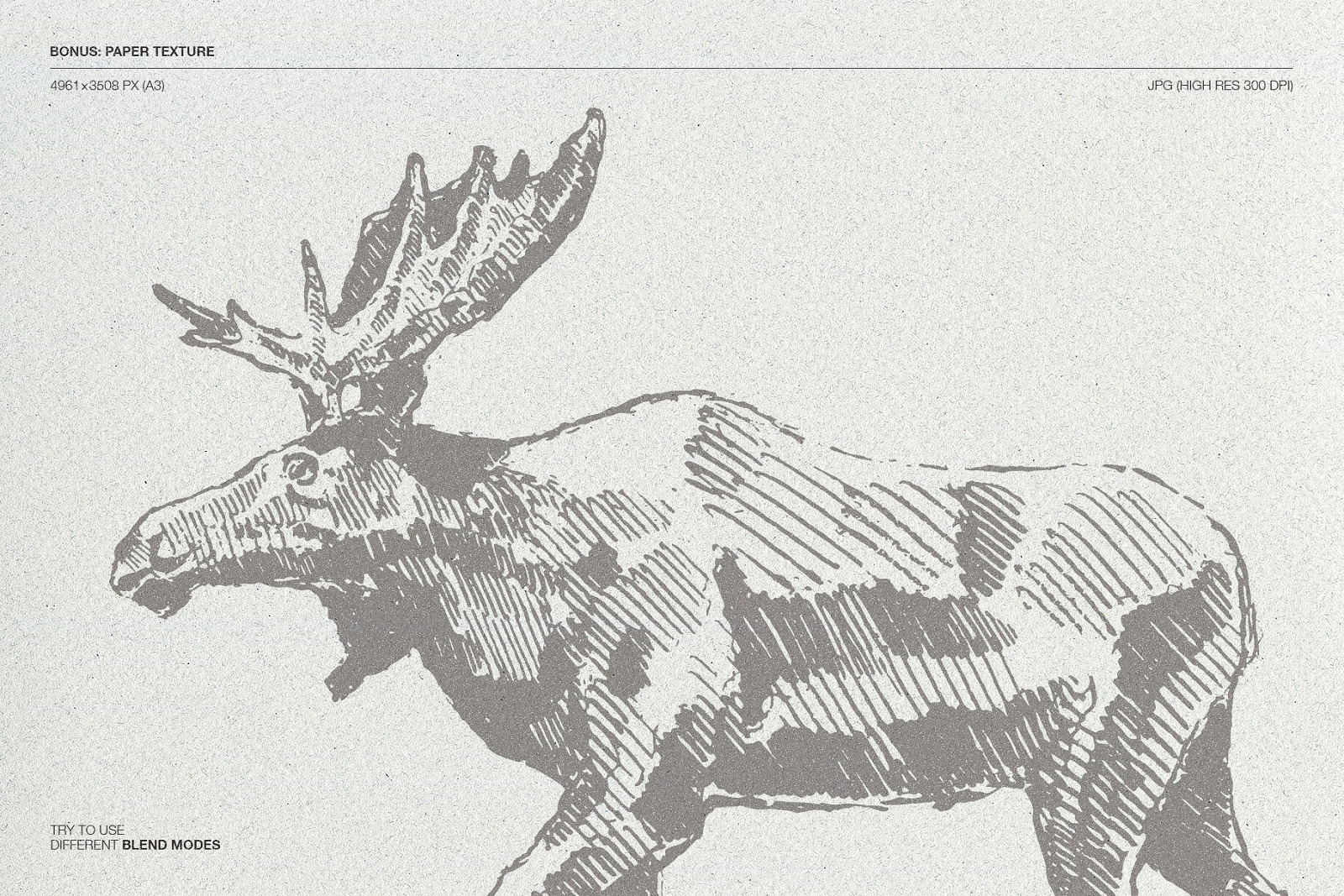 Sketches of animals of North America