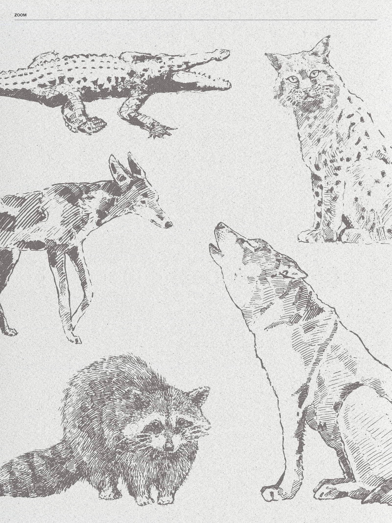 Sketches of animals of North America Sketches of animals of North America