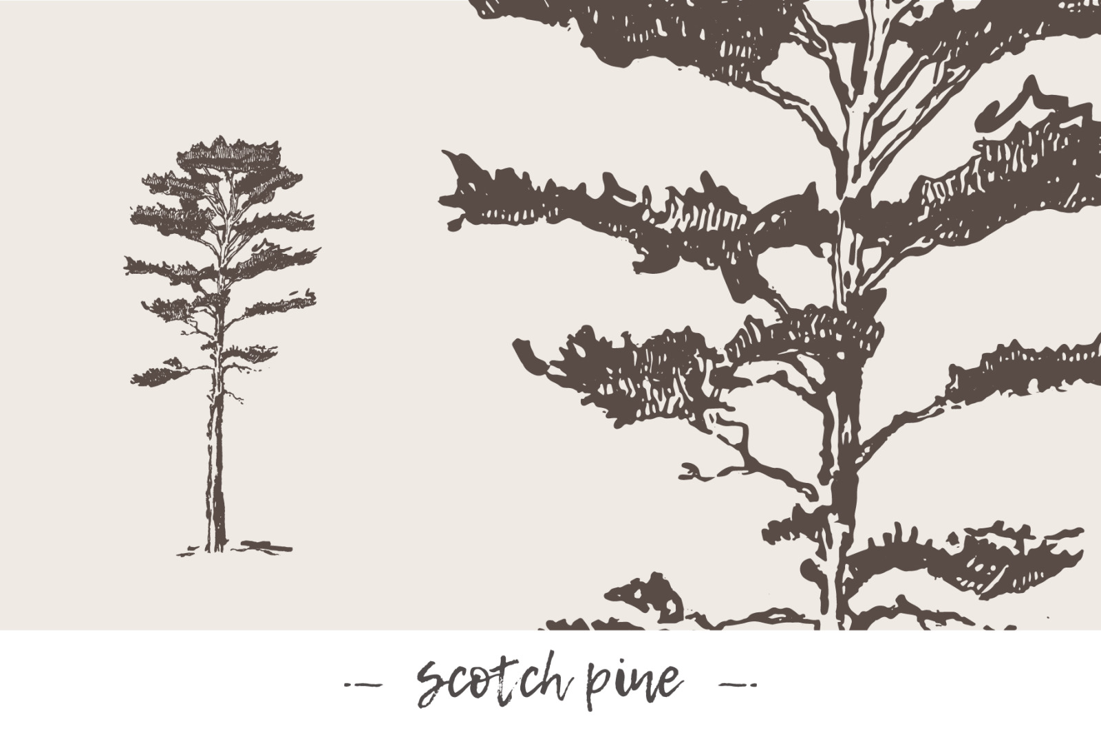 Big collection of high detail trees Big collection of high detail trees