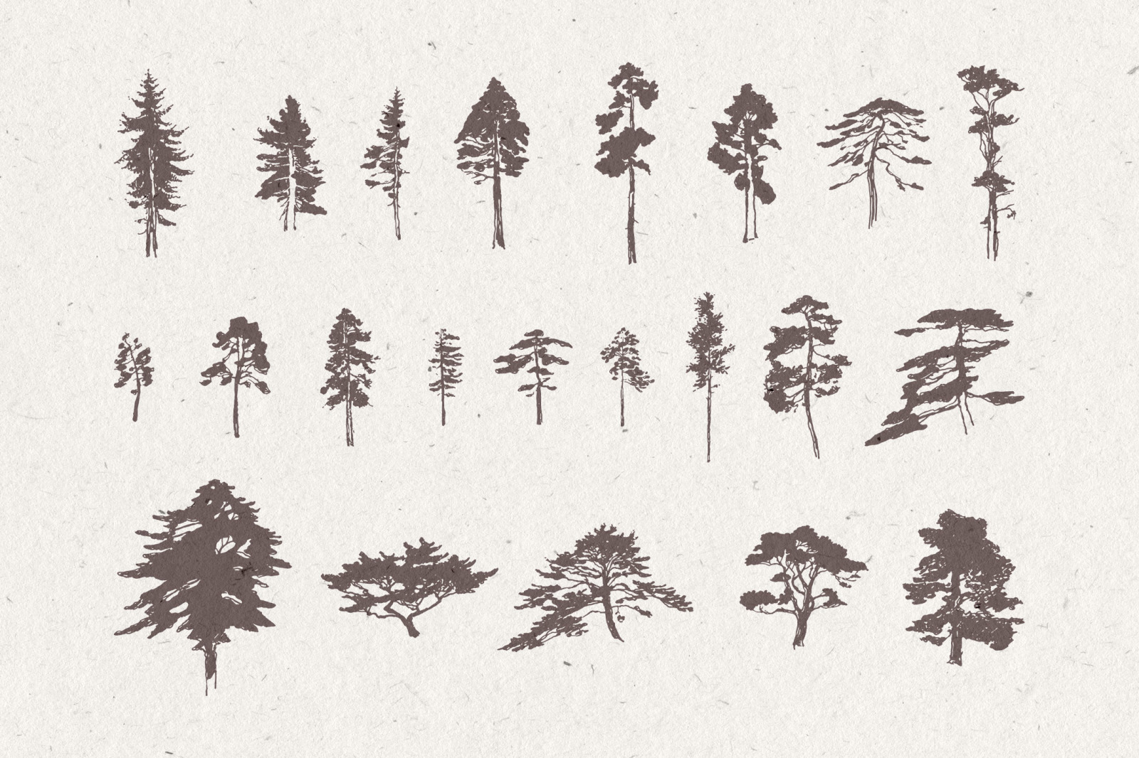 Silhouettes of pine and fir trees