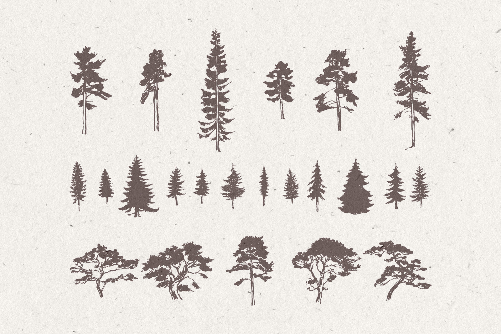 Silhouettes of pine and fir trees