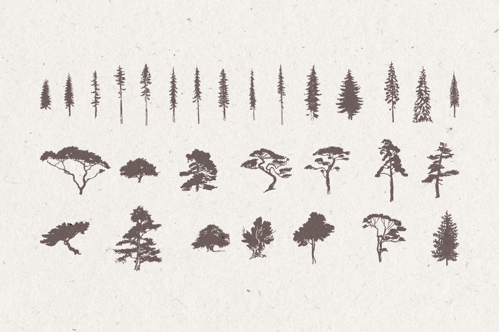 Silhouettes of pine and fir trees