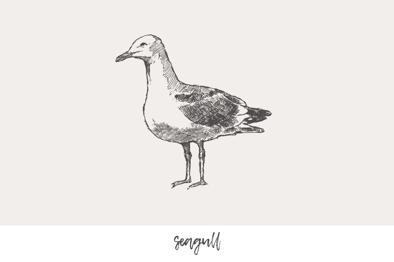Huge collection of animals drawings Huge collection of animals drawings