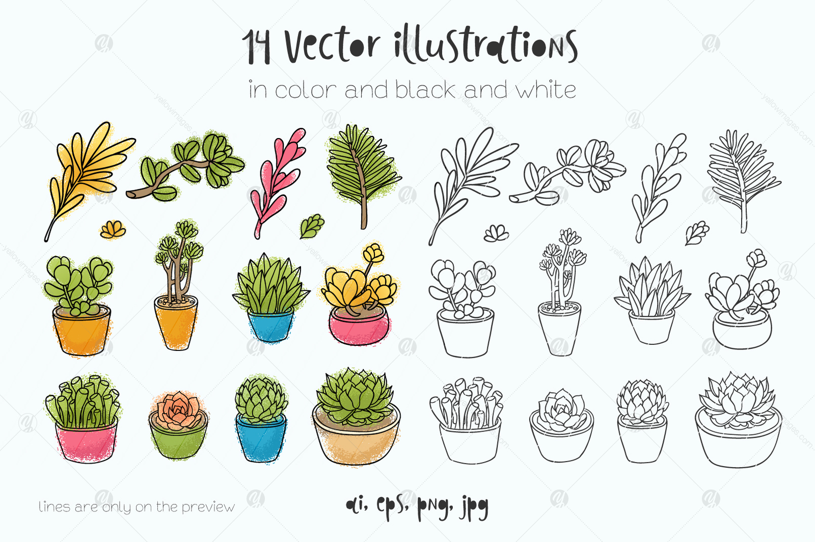 Succulents, 14 vector illustrations