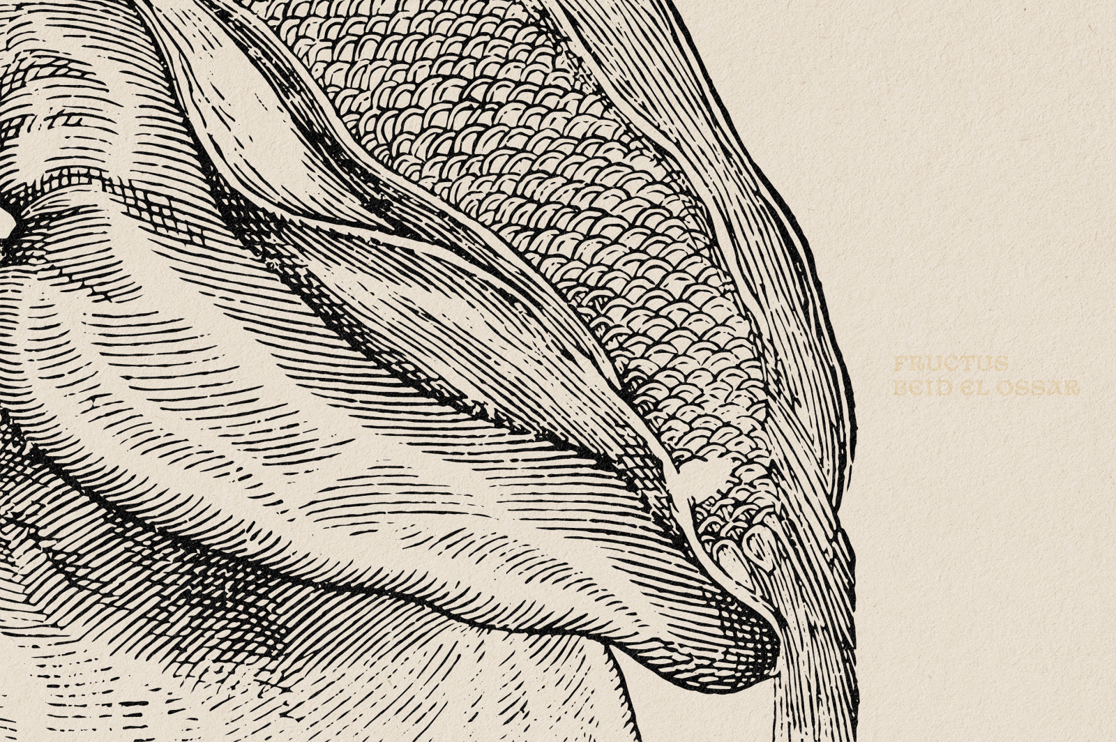 Botanical Illustrations Vol.3 Botanical Illustrations Vol.3