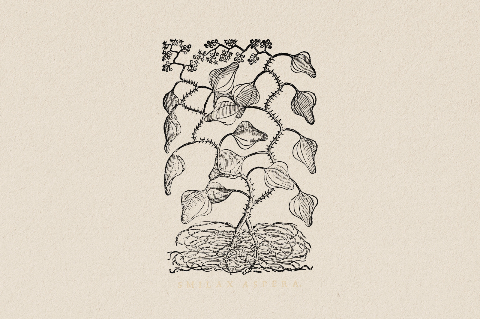 Botanical Illustrations Vol.3 Botanical Illustrations Vol.3