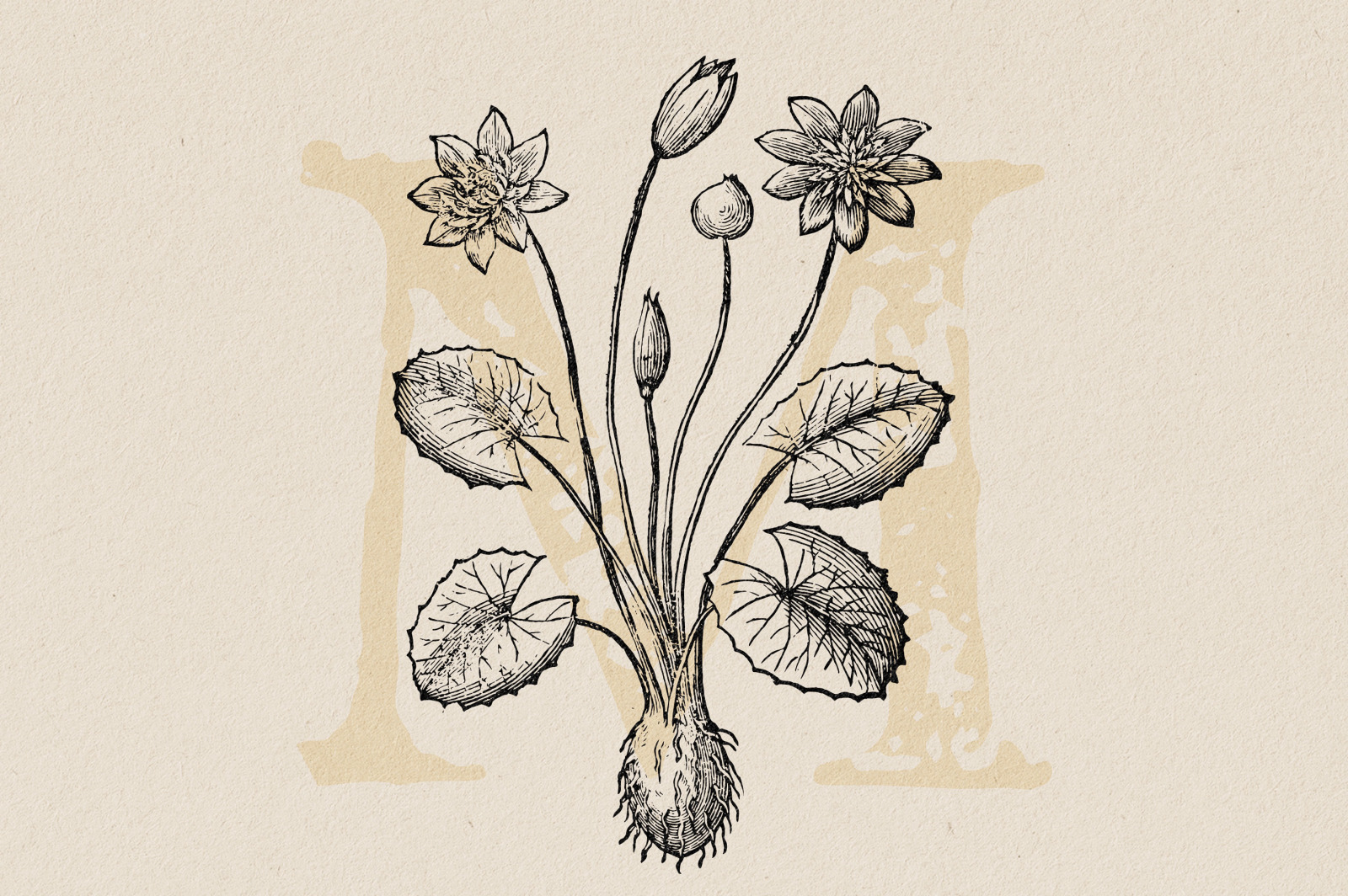 Botanical Illustrations Vol.3 Botanical Illustrations Vol.3
