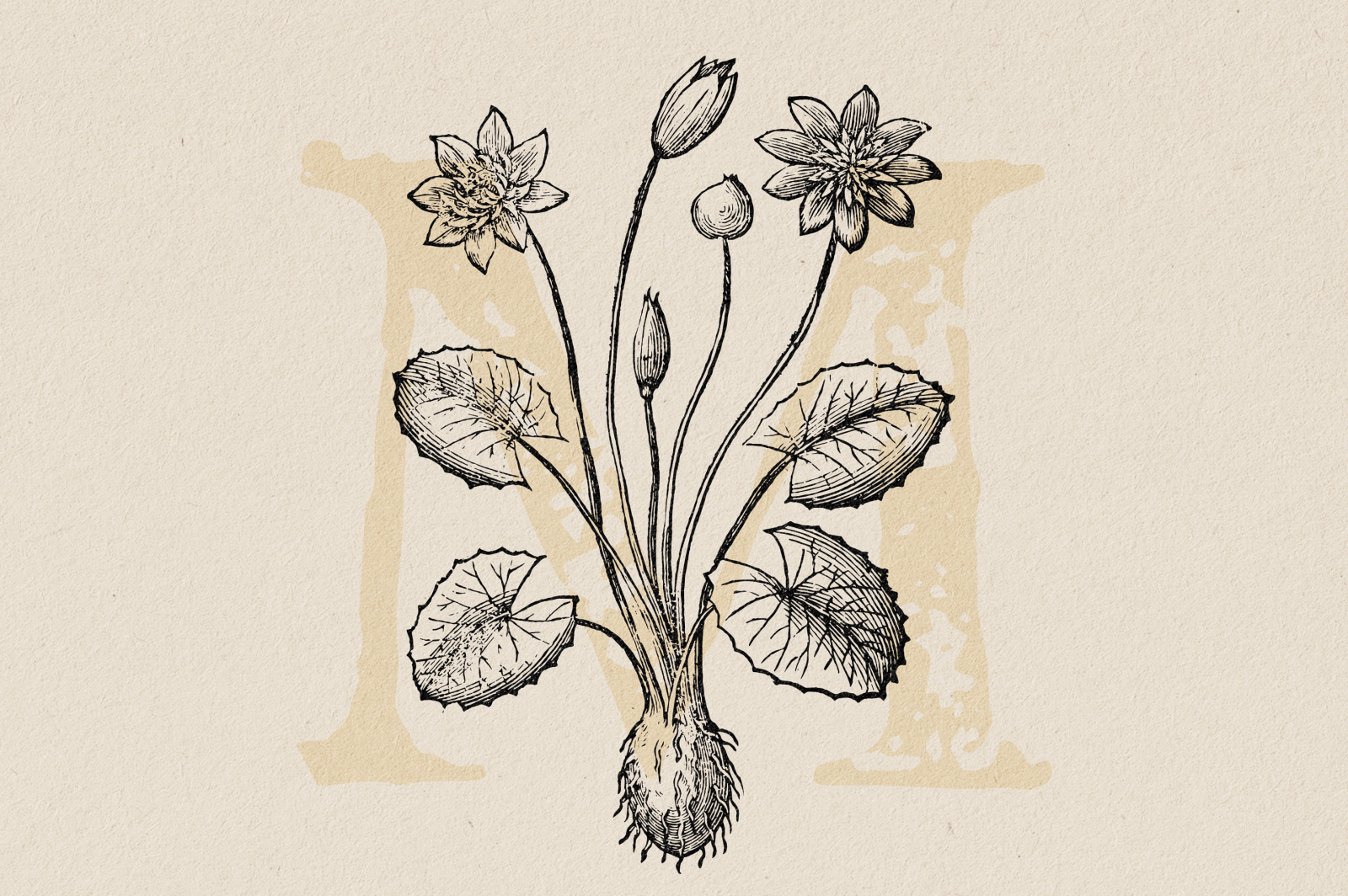 Botanical Illustrations Vol.3