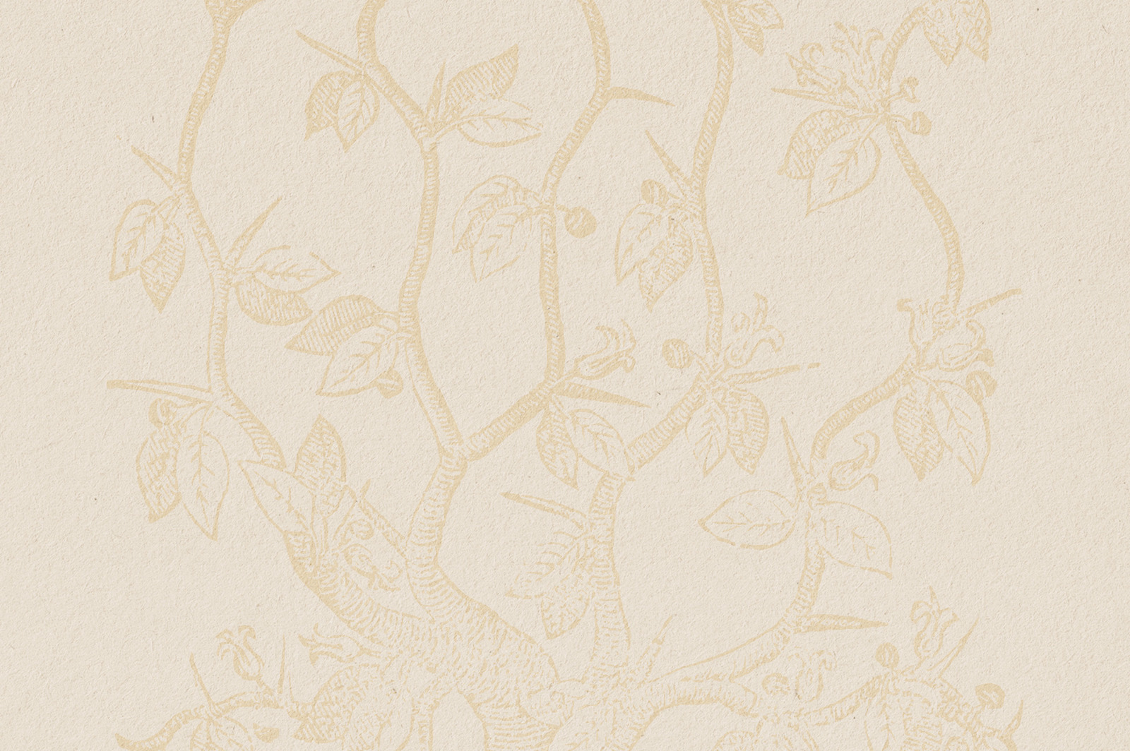 Botanical Illustrations Vol.3 Botanical Illustrations Vol.3