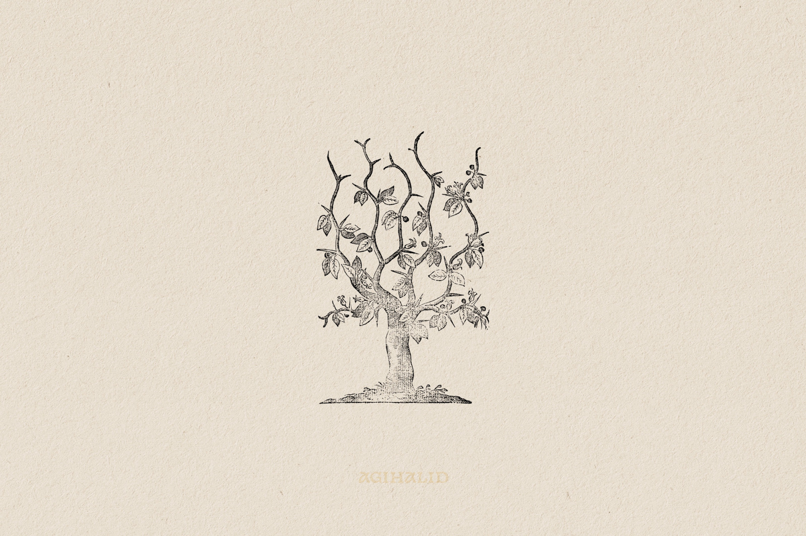Botanical Illustrations Vol.3 Botanical Illustrations Vol.3