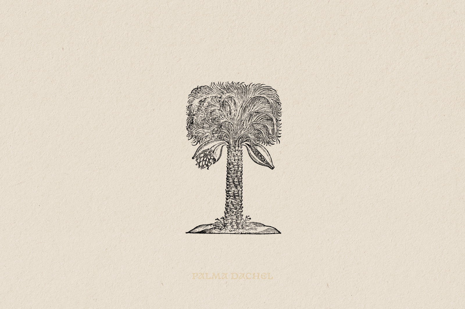 Botanical Illustrations Vol.3 Botanical Illustrations Vol.3