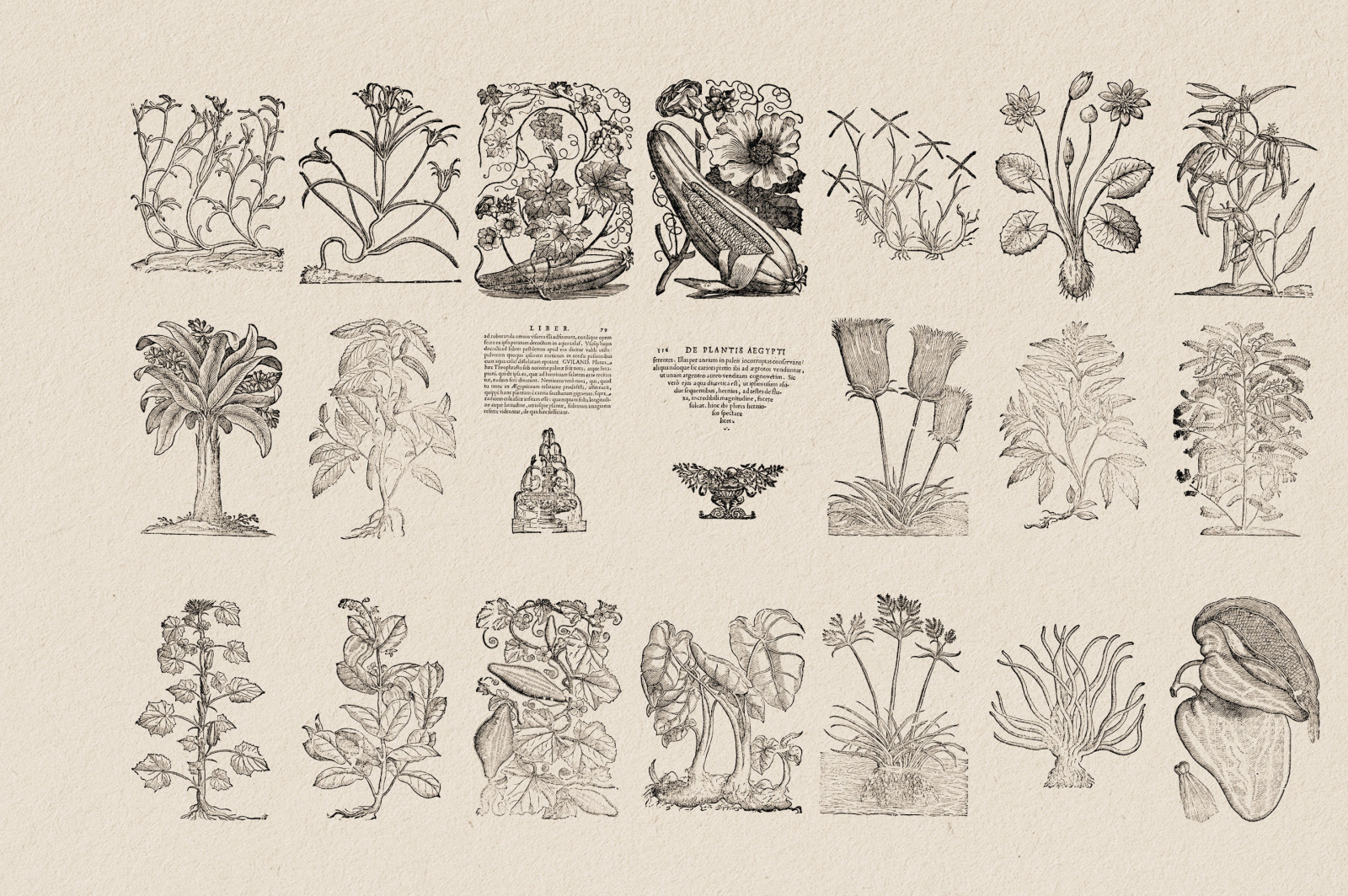 Botanical Illustrations Vol.3