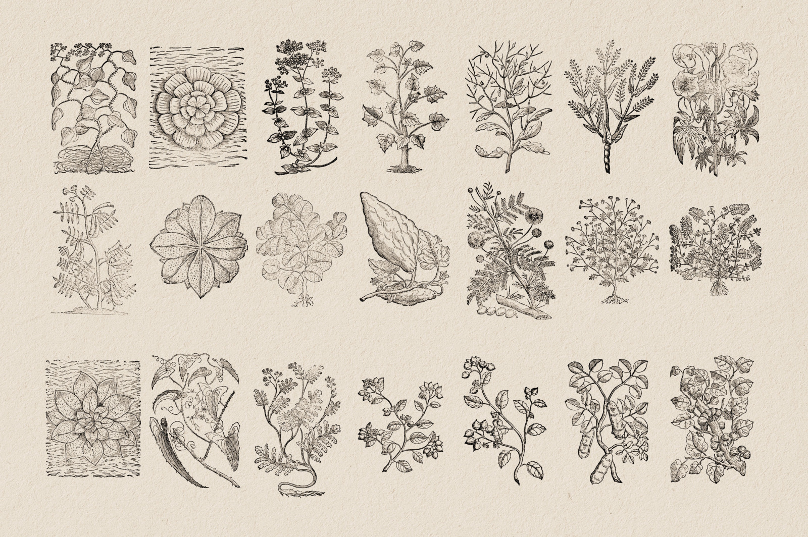 Botanical Illustrations Vol.3 Botanical Illustrations Vol.3