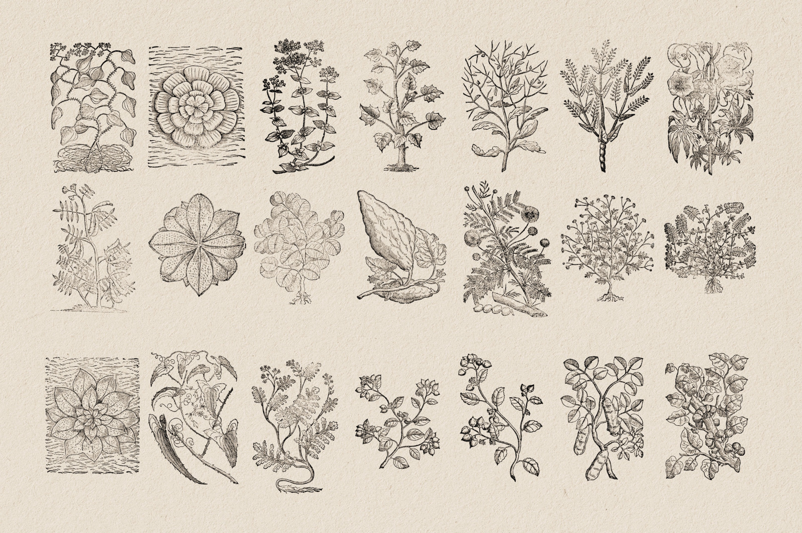 Botanical Illustrations Vol.3