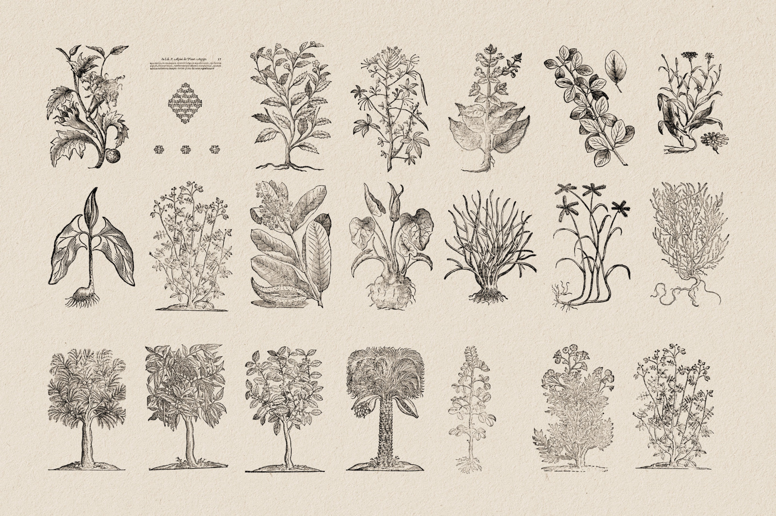 Botanical Illustrations Vol.3