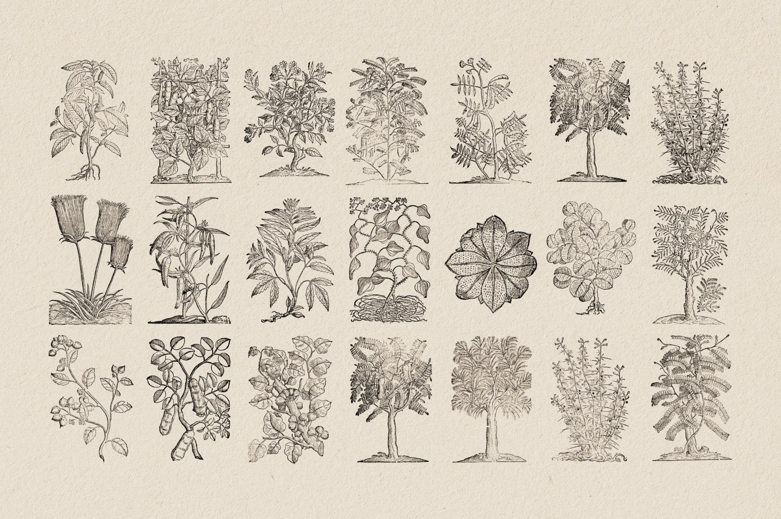 Botanical Illustrations Vol.3 Botanical Illustrations Vol.3