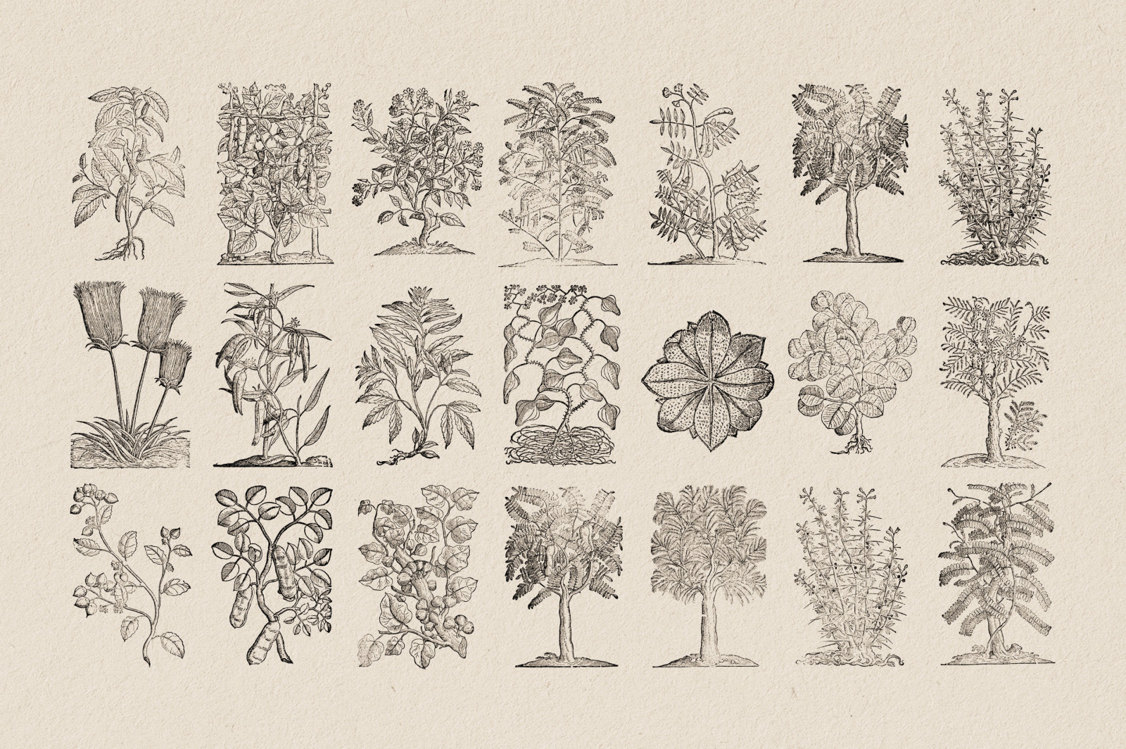 Botanical Illustrations Vol.3