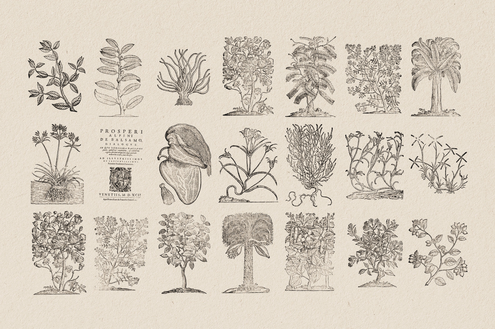 Botanical Illustrations Vol.3 Botanical Illustrations Vol.3