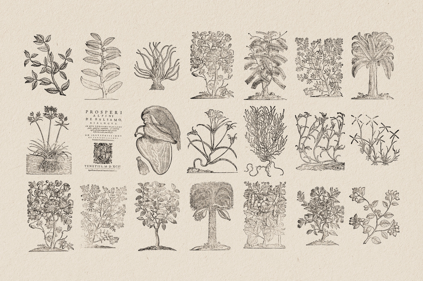 Botanical Illustrations Vol.3