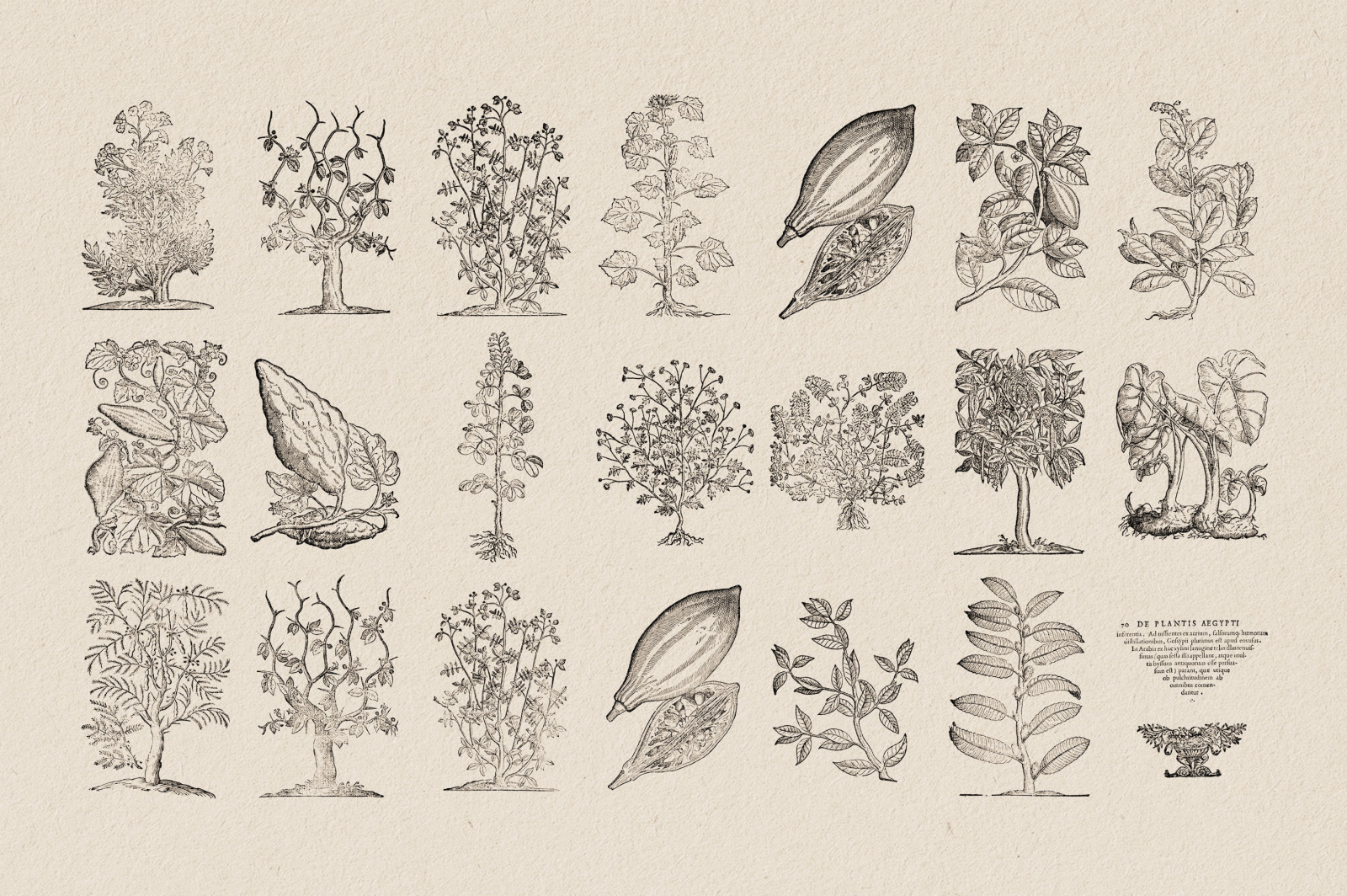 Botanical Illustrations Vol.3