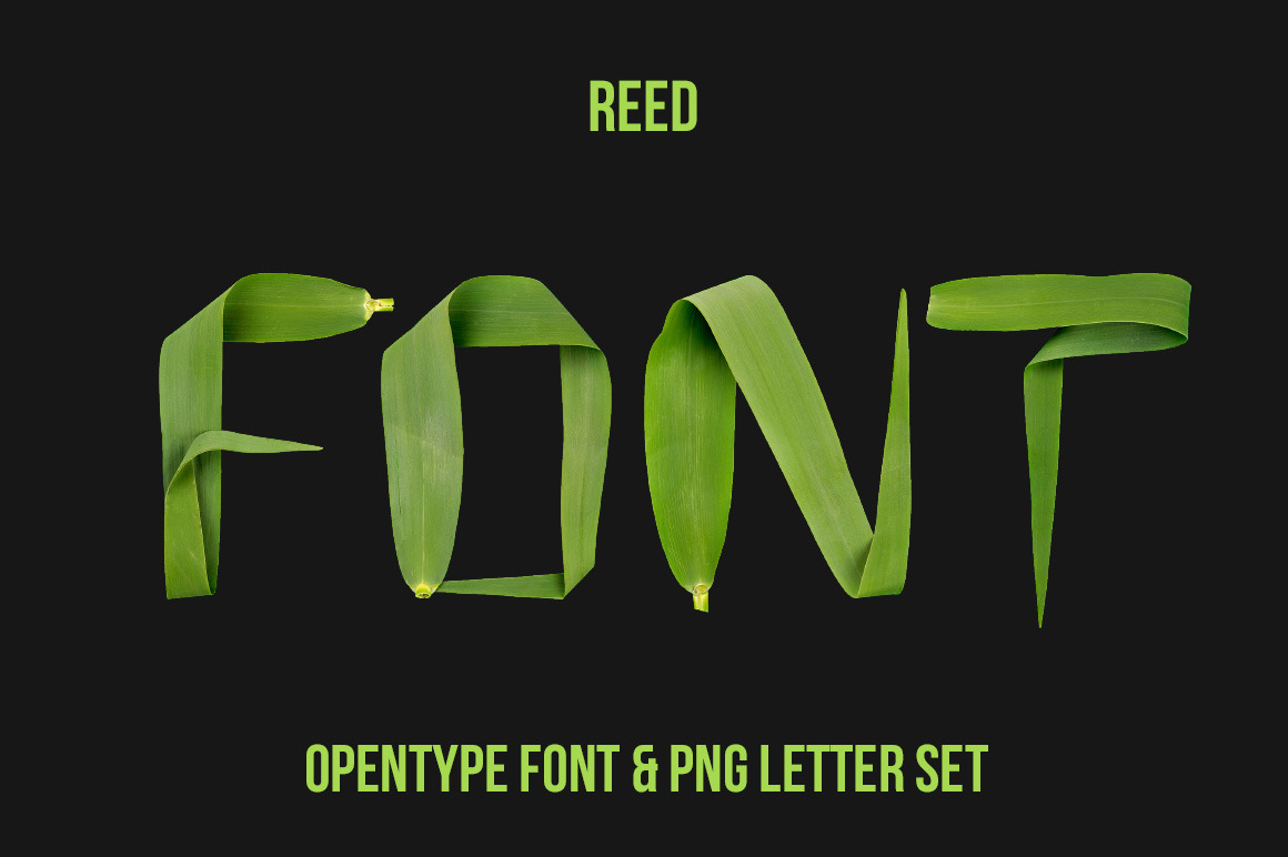 Reed Font Reed Font
