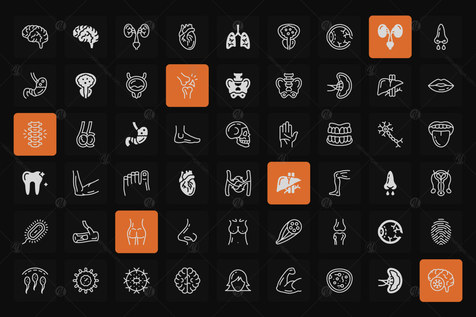 Body Anatomy Line Icons Pack