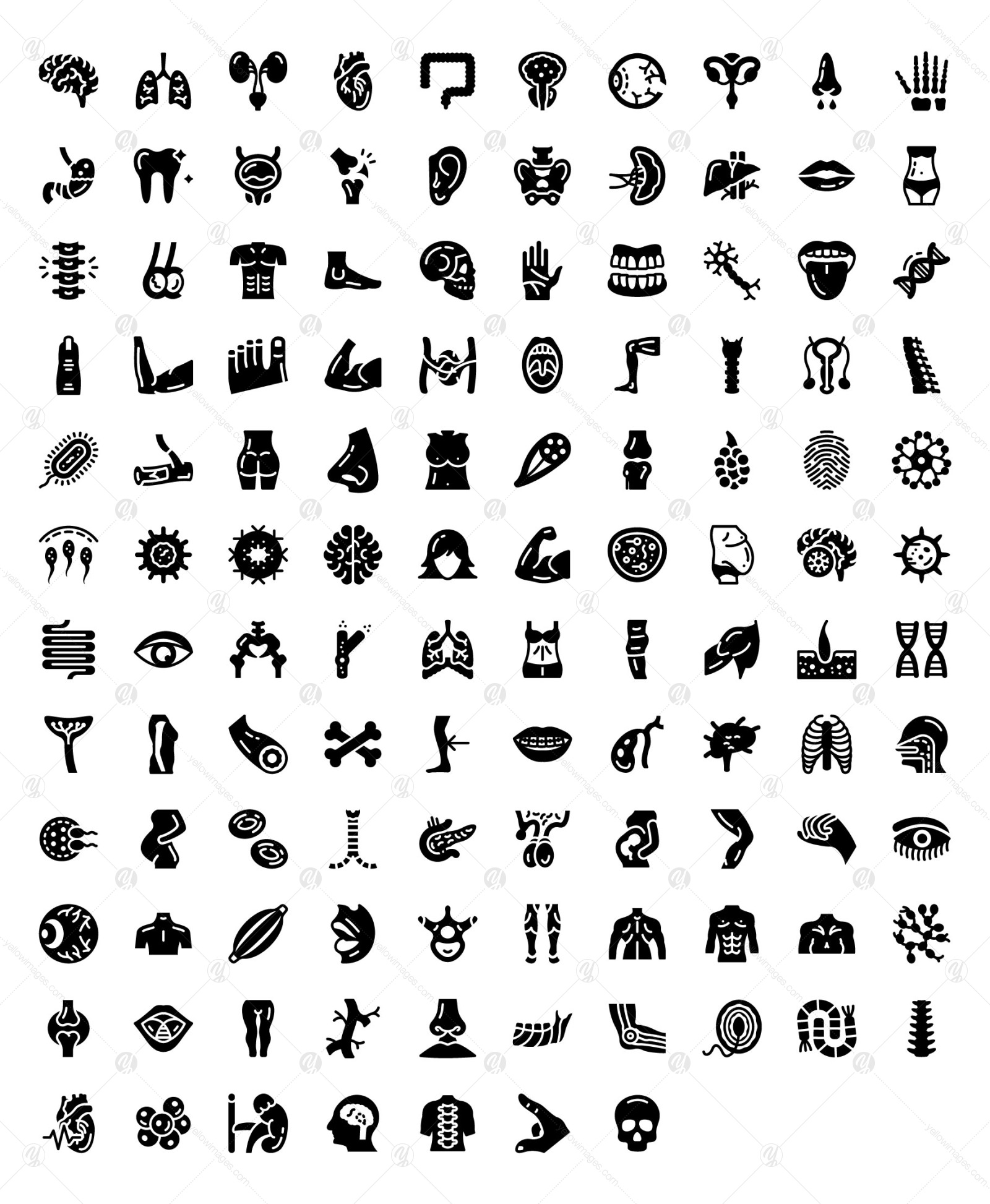 Body Anatomy Line Icons Pack