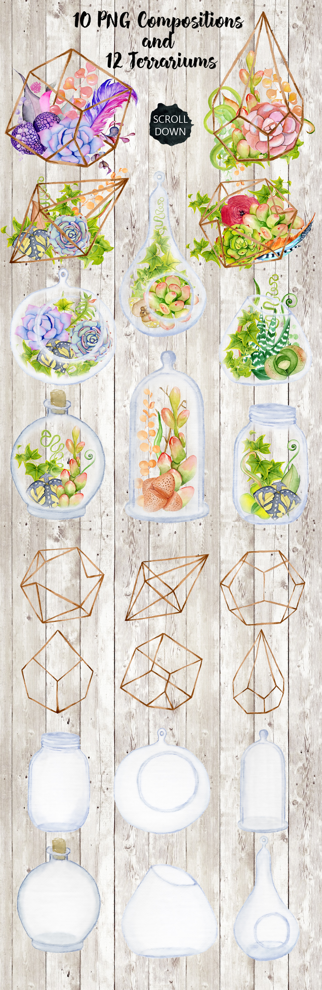 Succulents & Cactuses Succulents & Cactuses