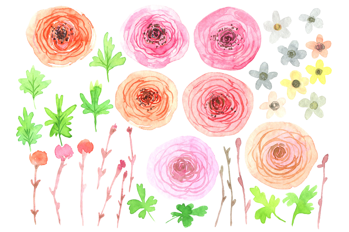 Watercolor ranunculus flowers png