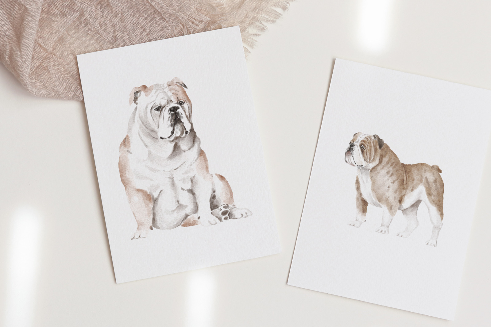 English Bulldog dog breed clipart