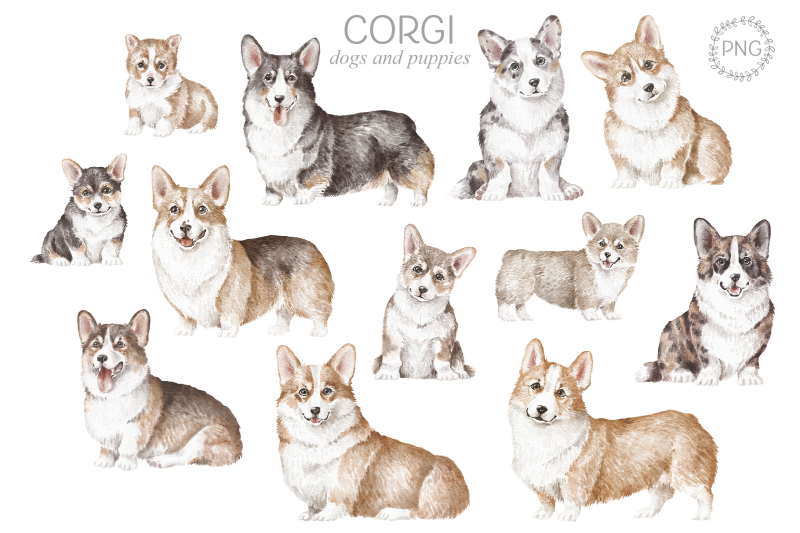 Corgi dogs and puppies clipart png