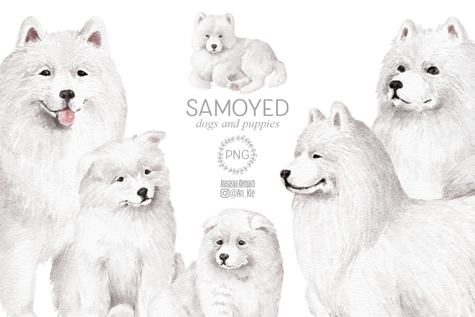 Samoyed dogs and puppies clipart Samoyed dogs and puppies clipart
