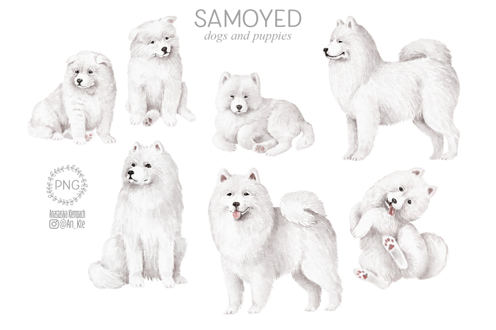 Samoyed dogs and puppies clipart