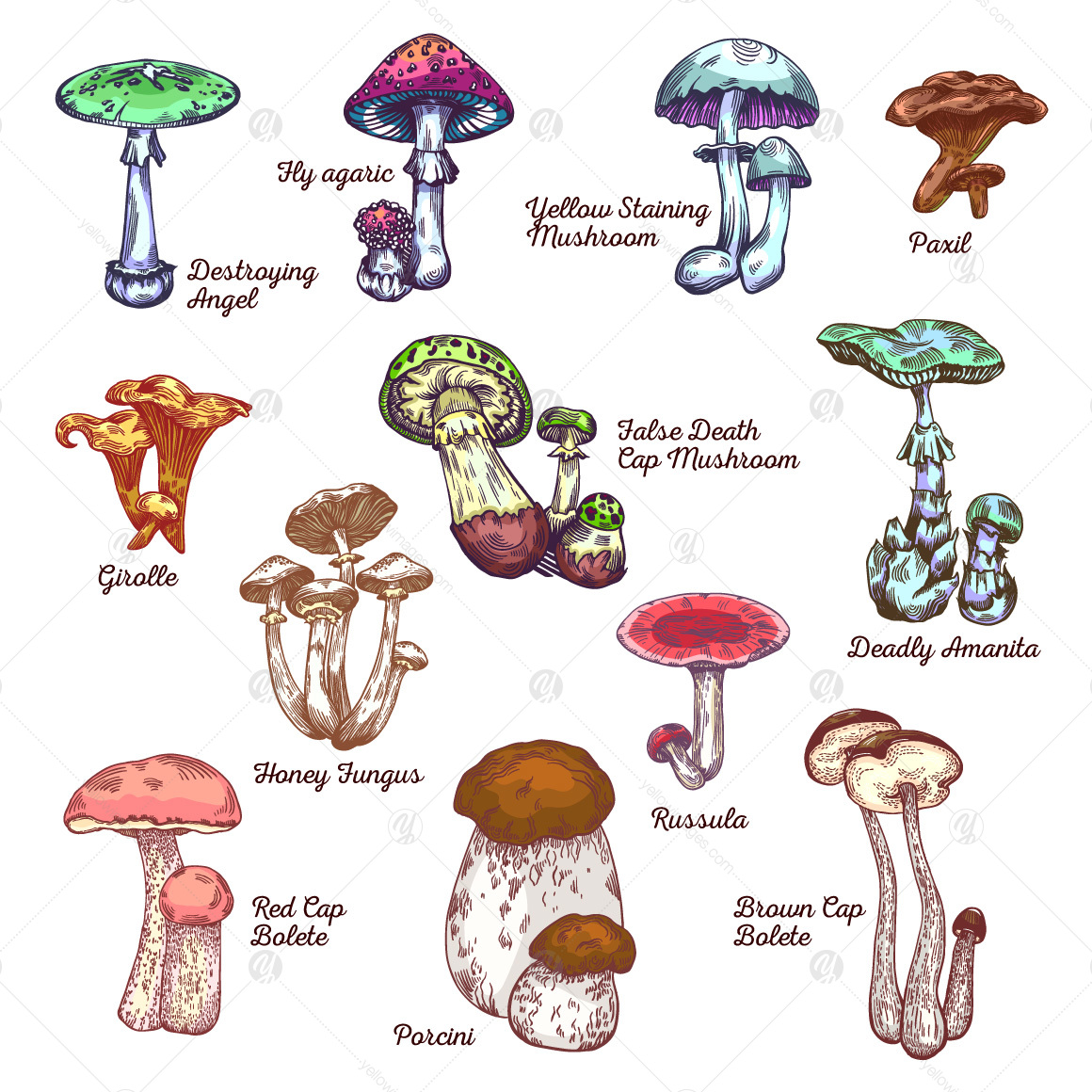 Big mushroom set Big mushroom set