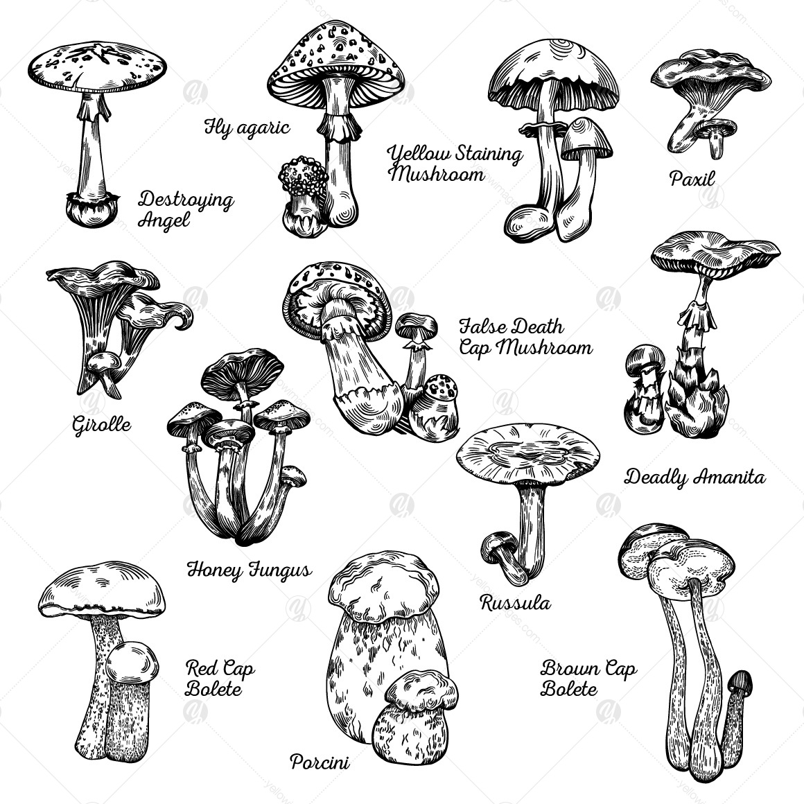 Big mushroom set Big mushroom set