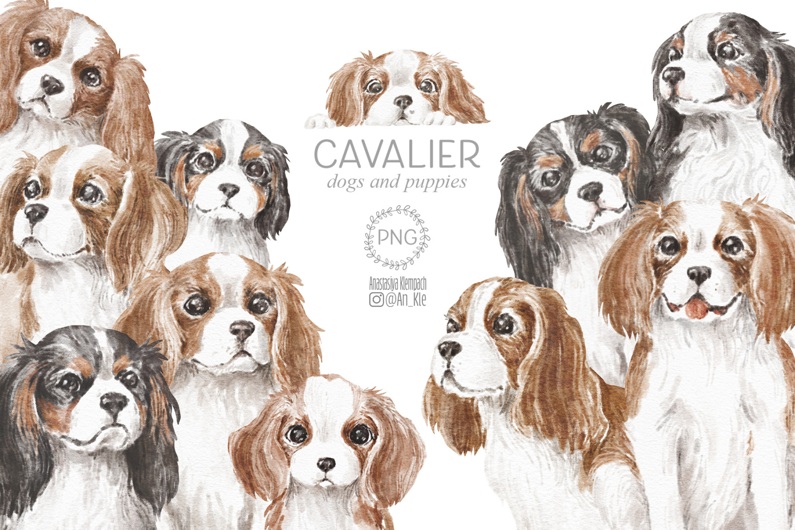 Cavalier King Charles Spaniel