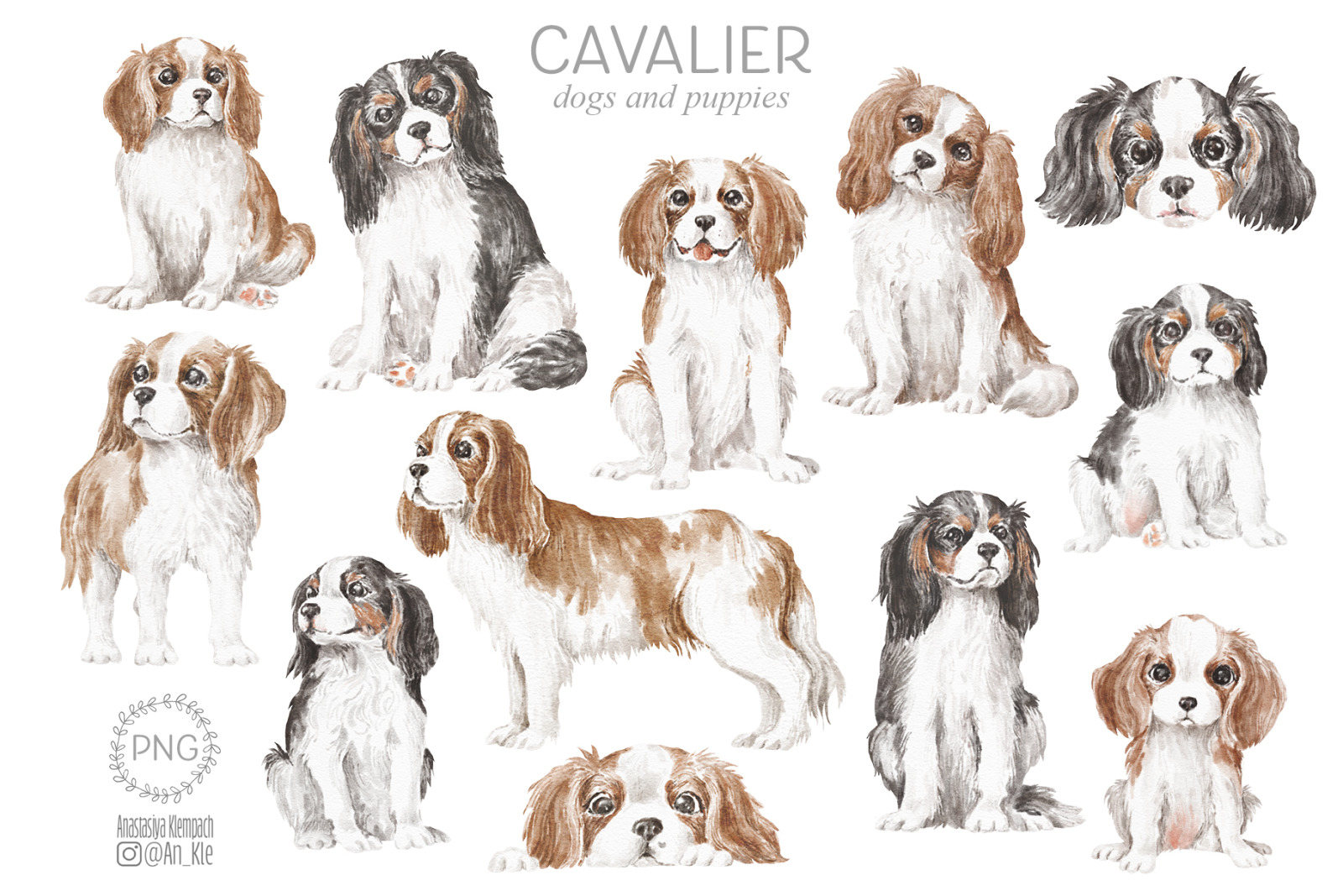 Cavalier King Charles Spaniel