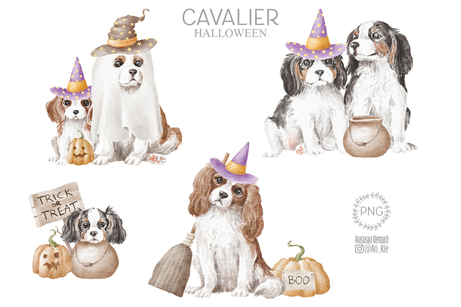 Cavalier King Charles Spaniel