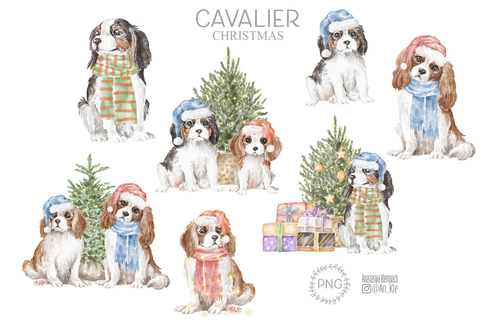 Cavalier King Charles Spaniel