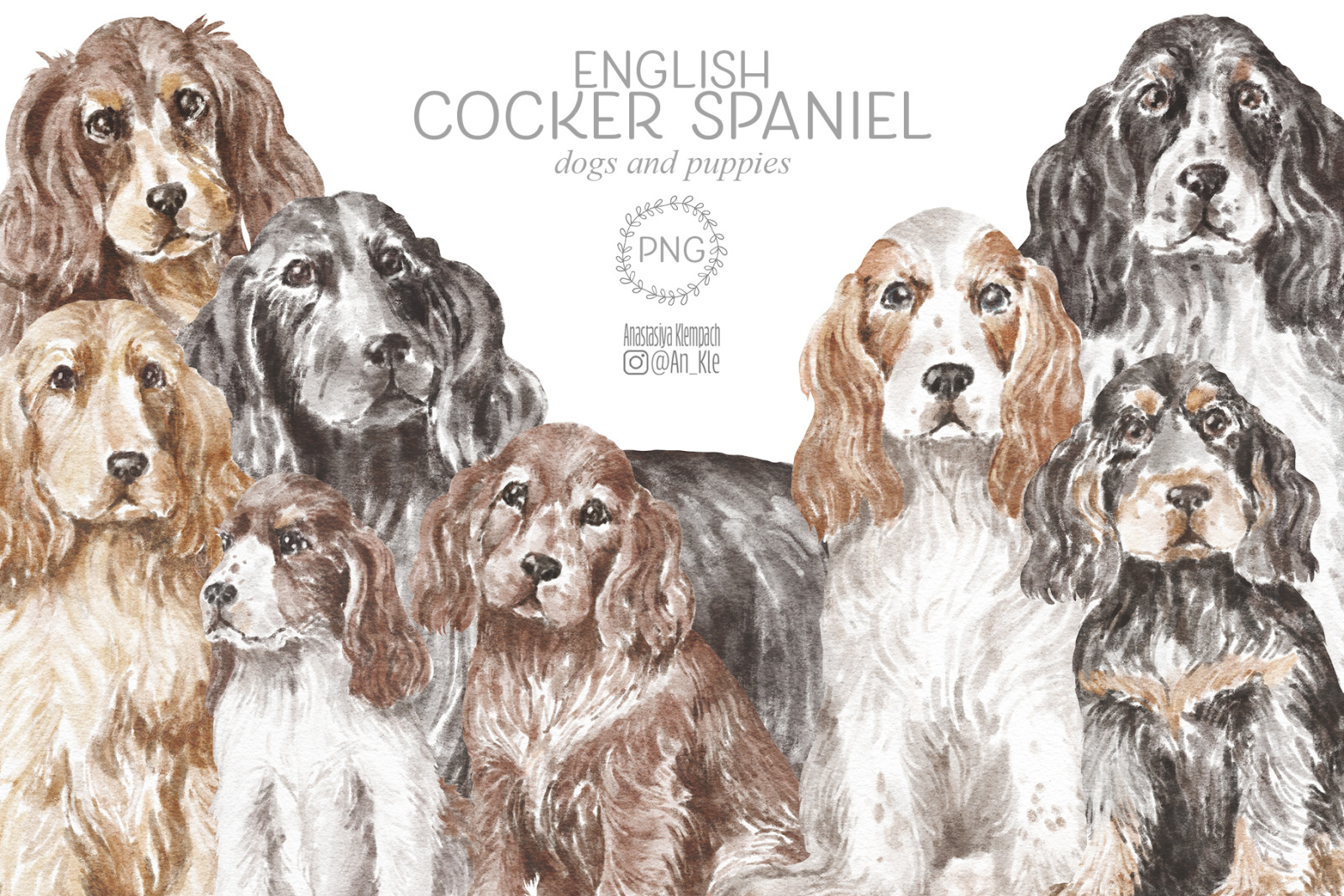 English Cocker Spaniel English Cocker Spaniel