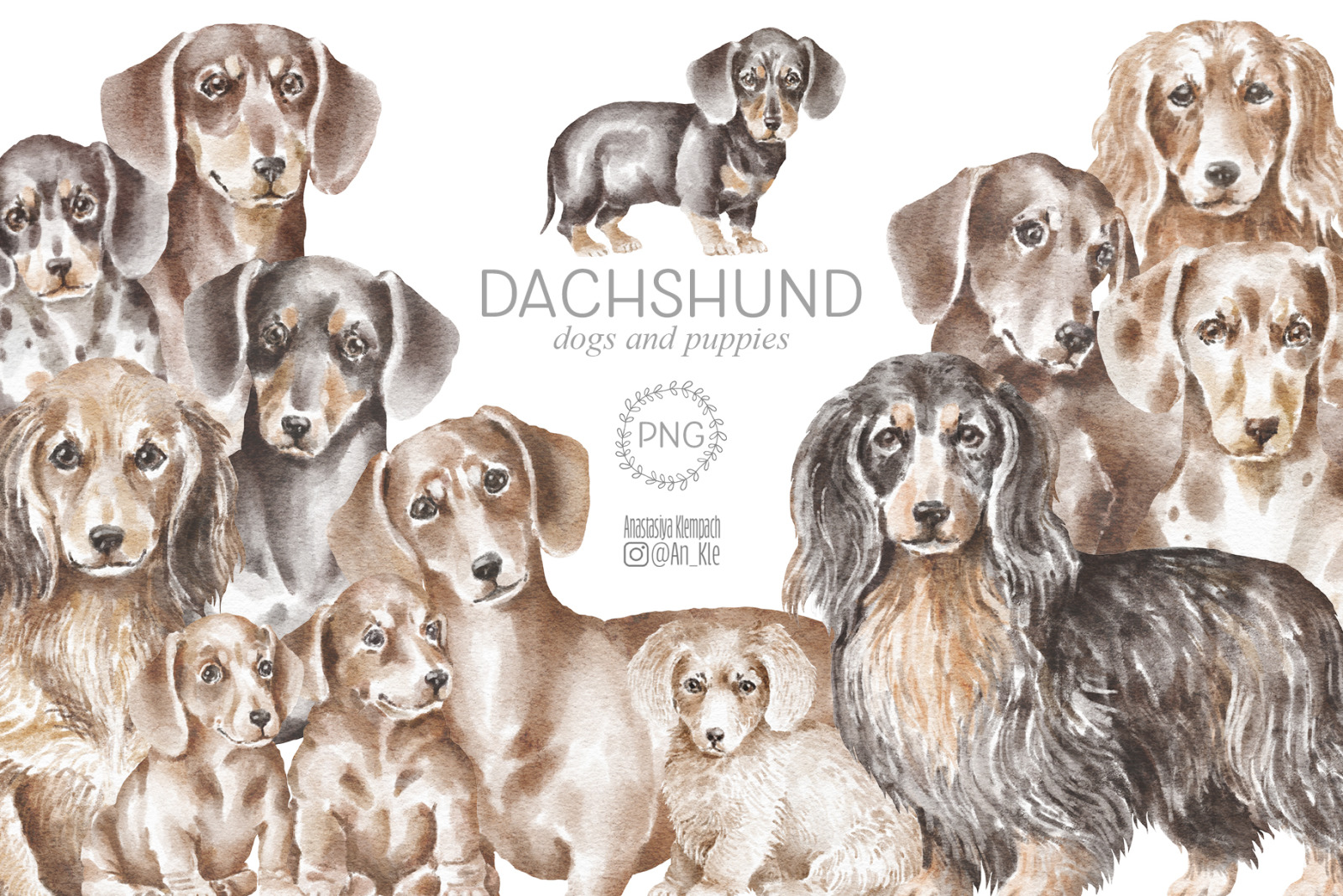 Dachshund dogs and puppies