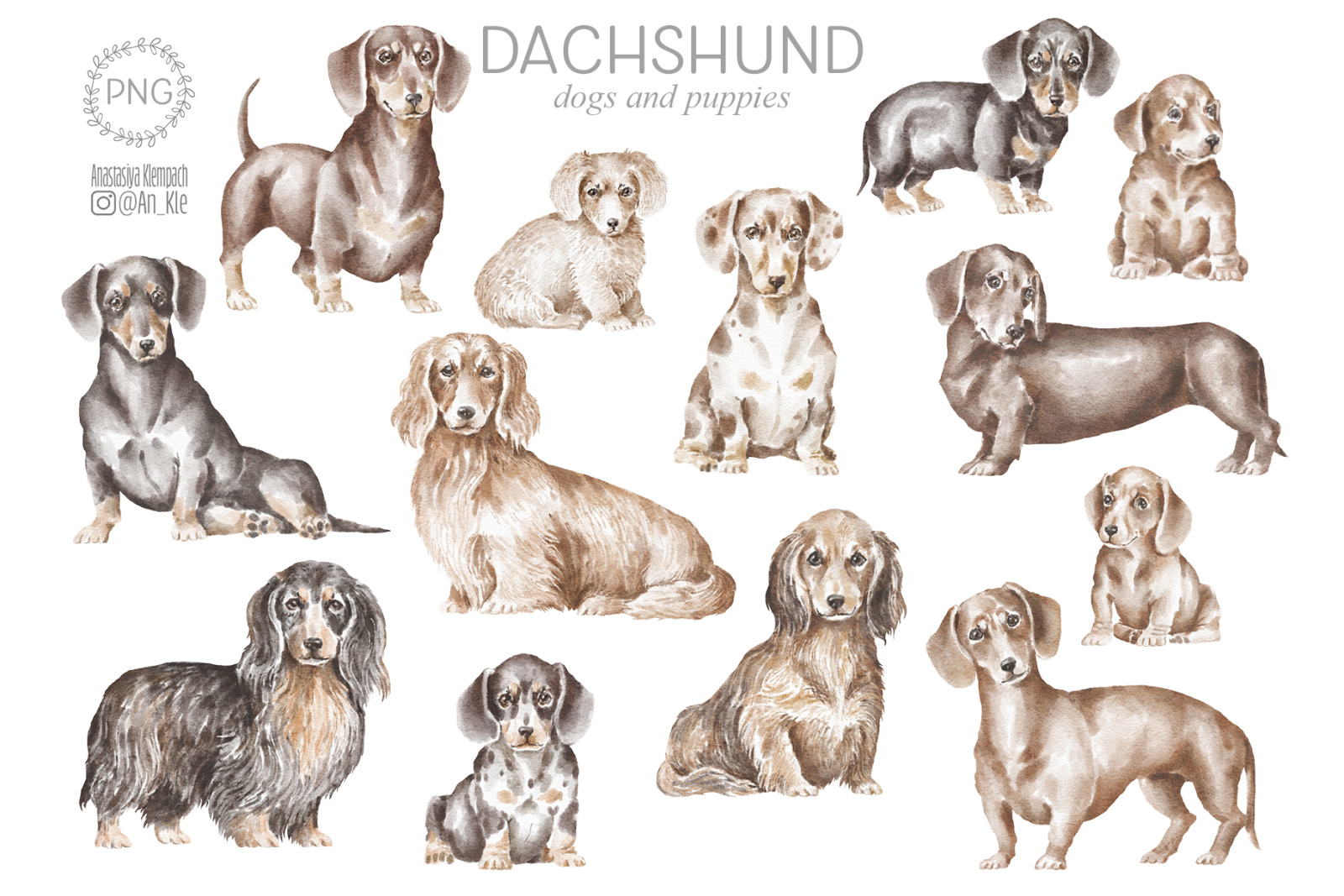 Dachshund dogs and puppies