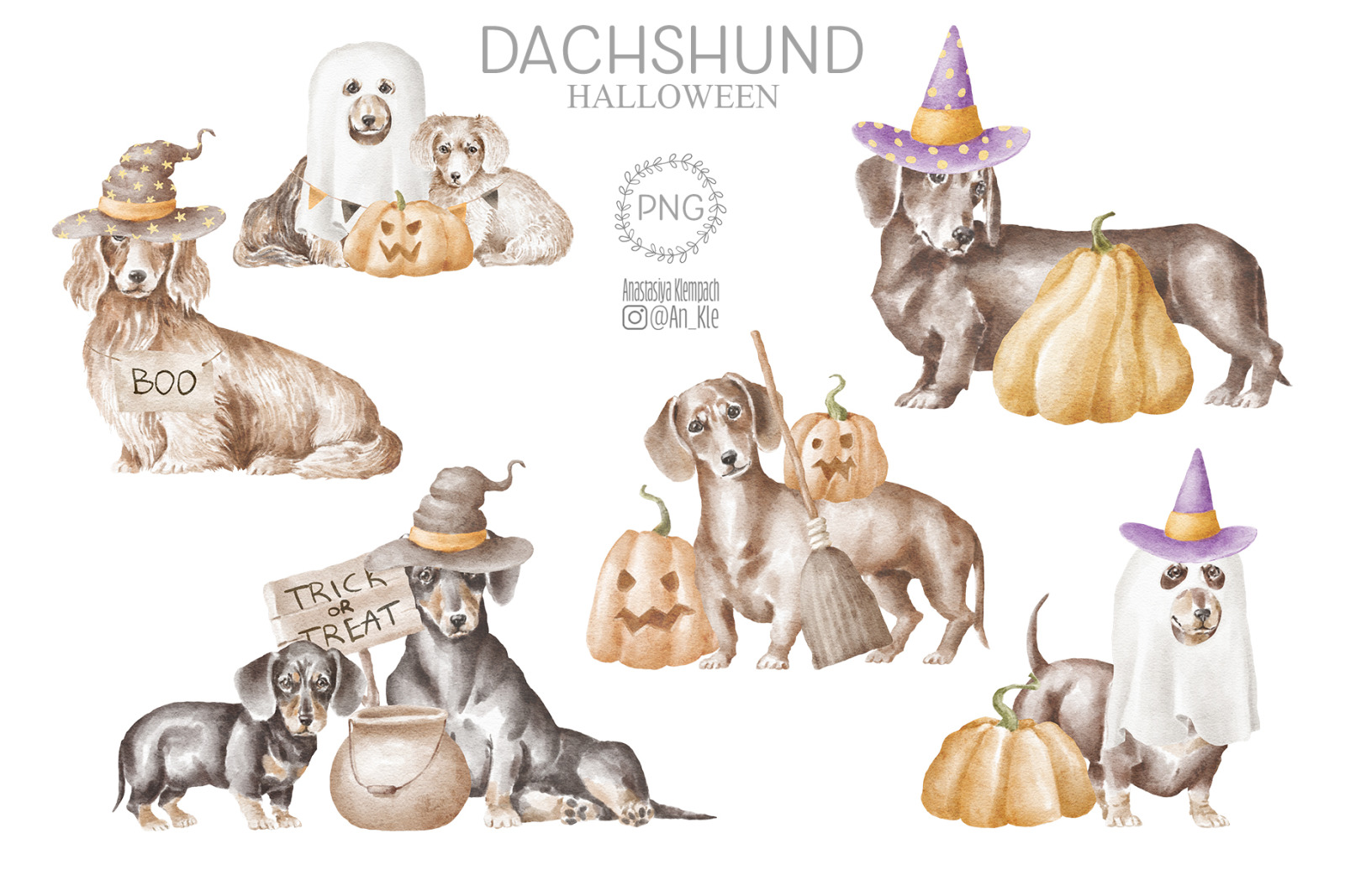 Dachshund dogs and puppies