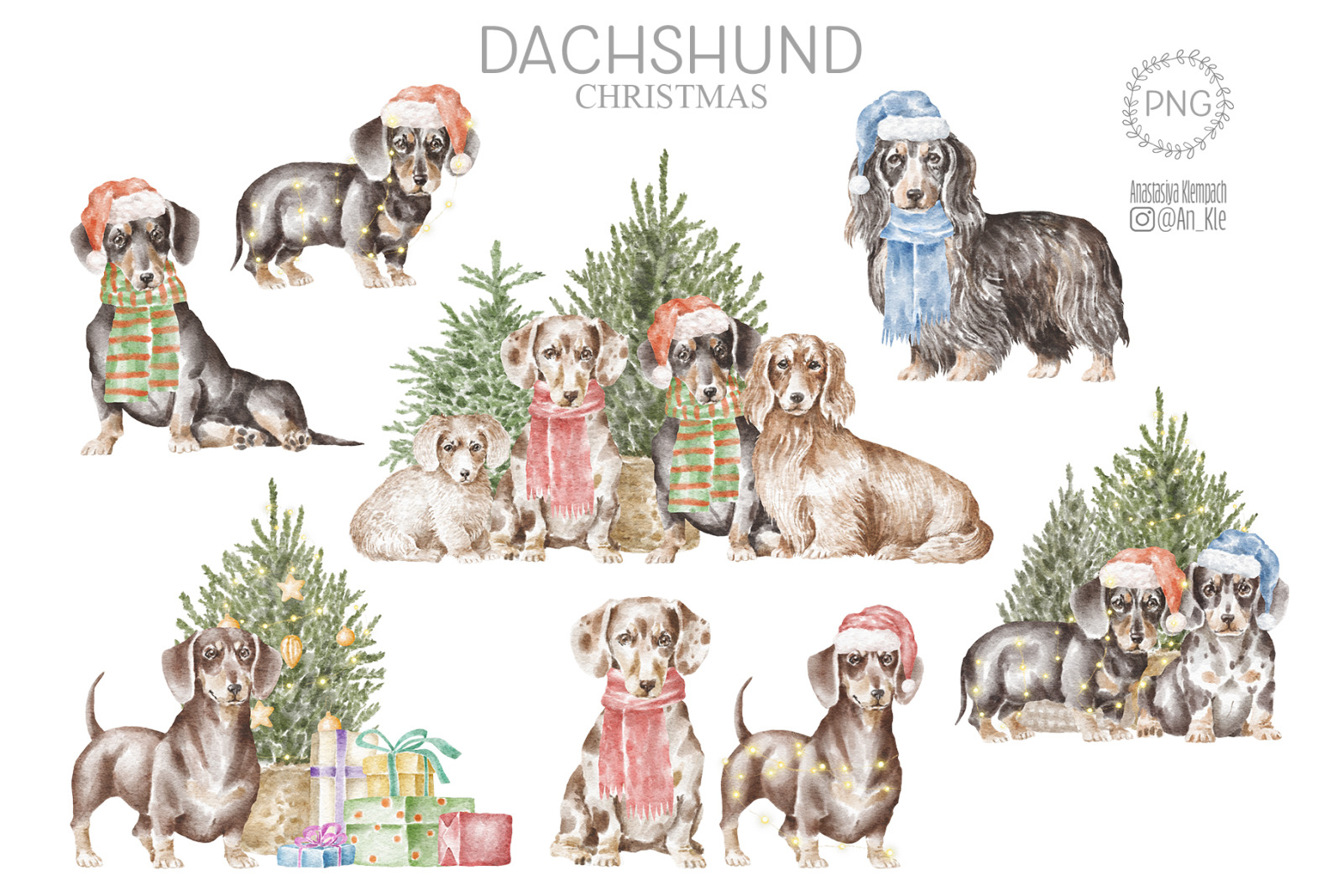 Dachshund dogs and puppies