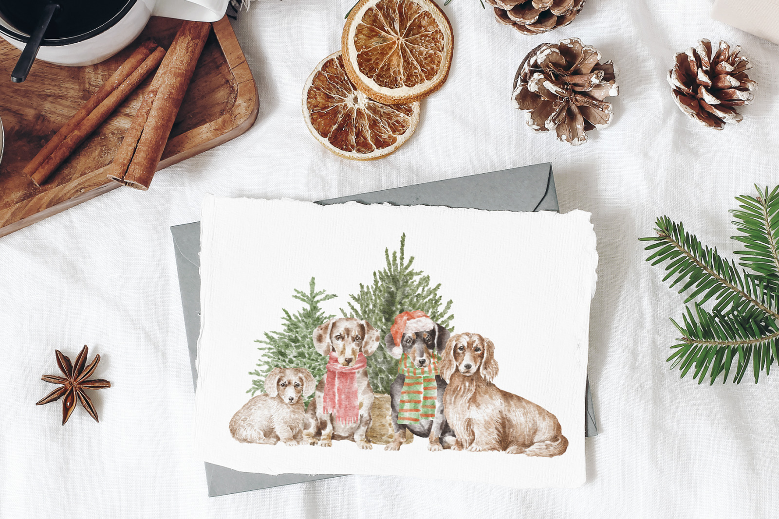 Dachshund dogs and puppies Dachshund dogs and puppies