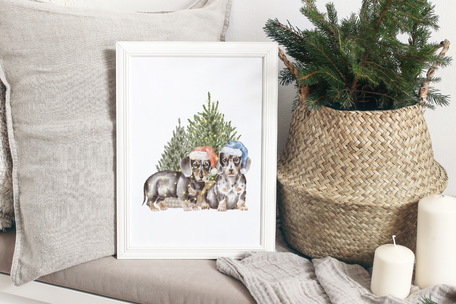 Dachshund dogs and puppies Dachshund dogs and puppies