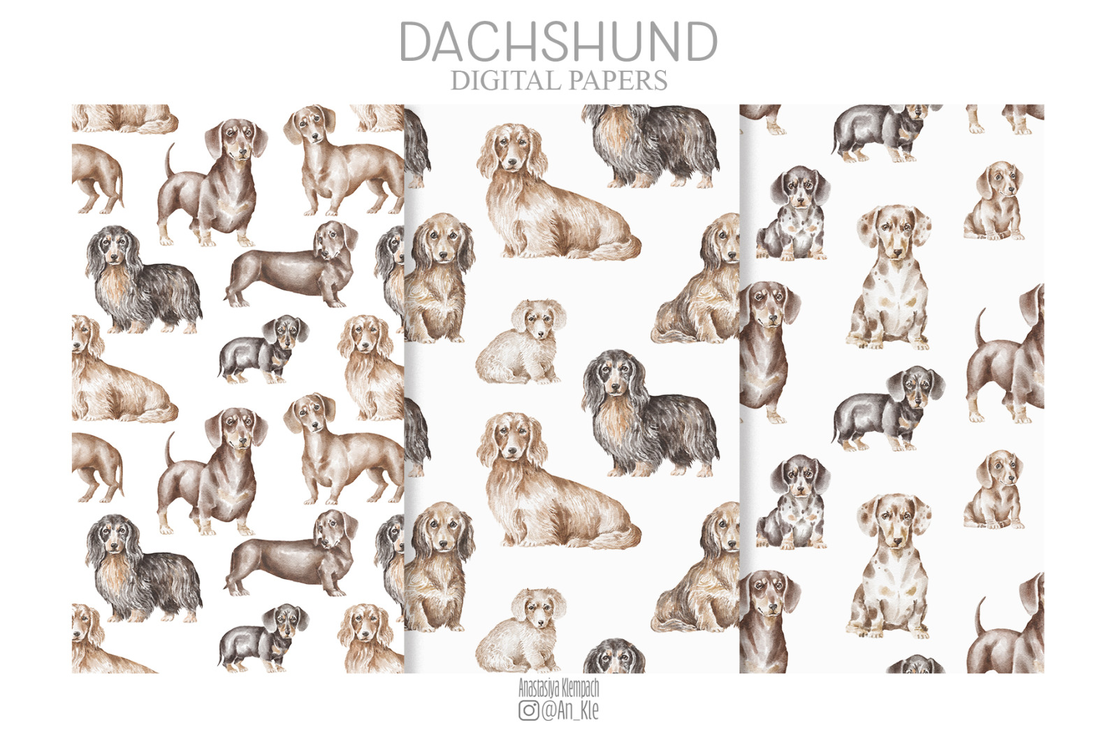 Dachshund dogs and puppies