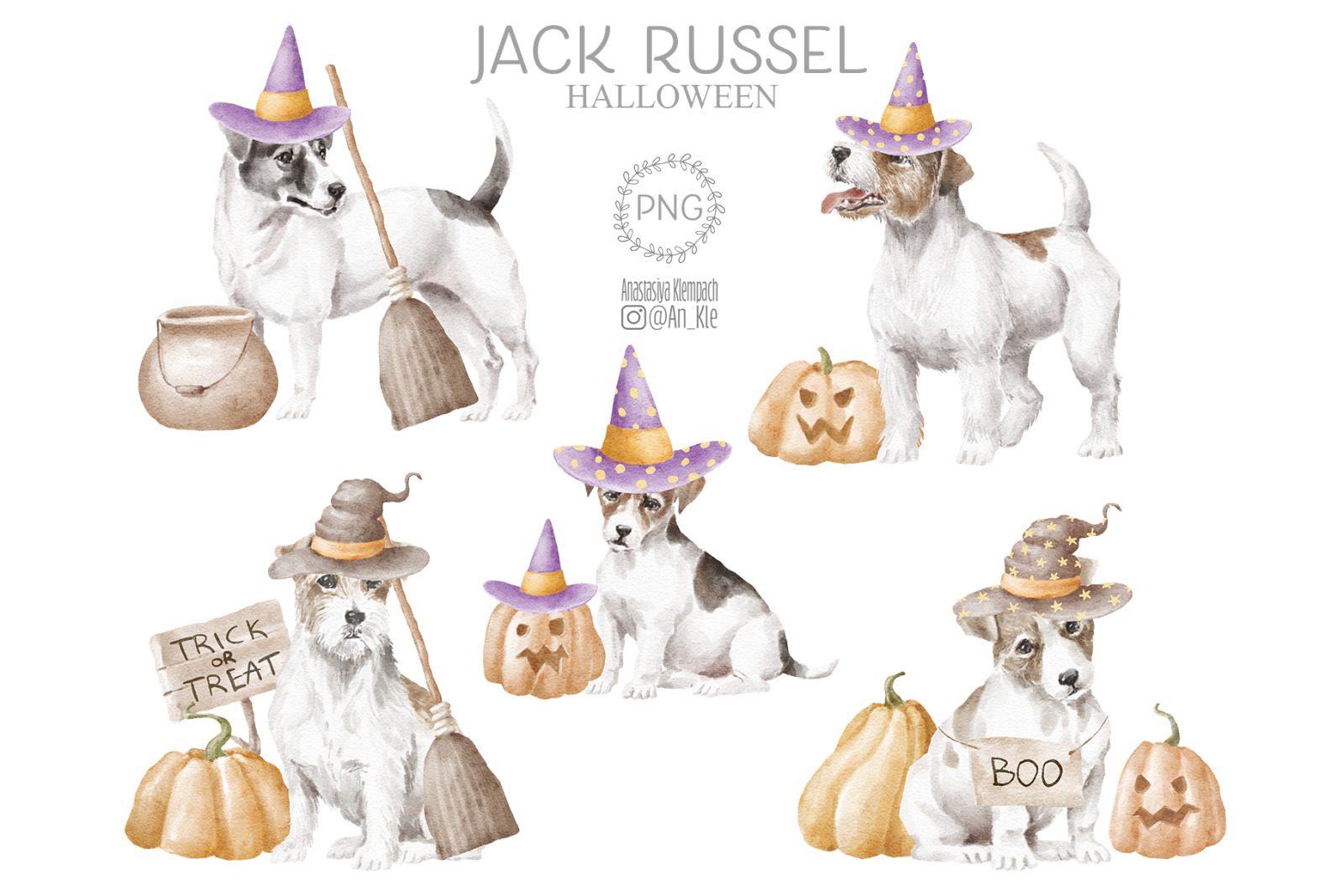 Jack Russel Terrier