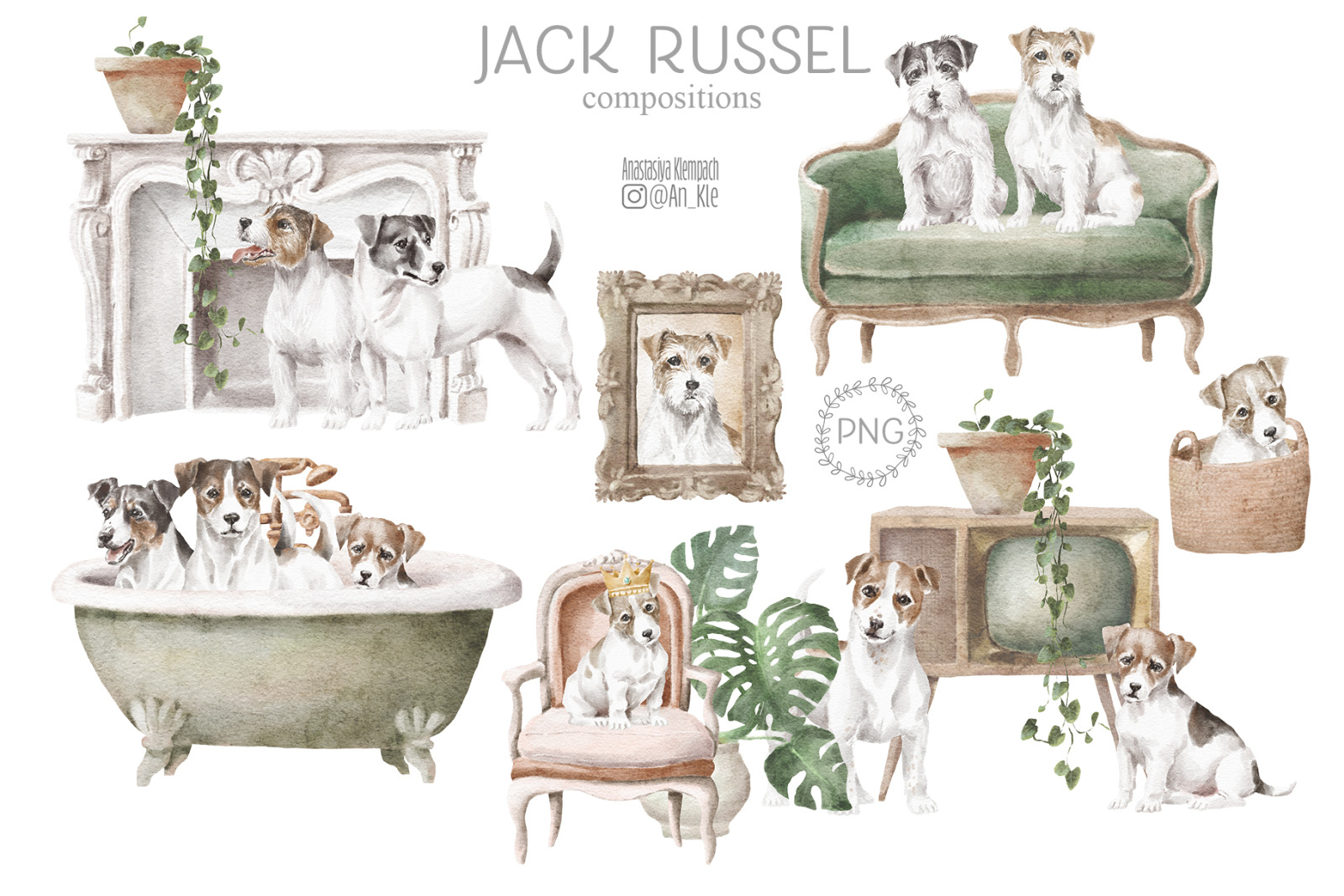 Jack Russel Terrier