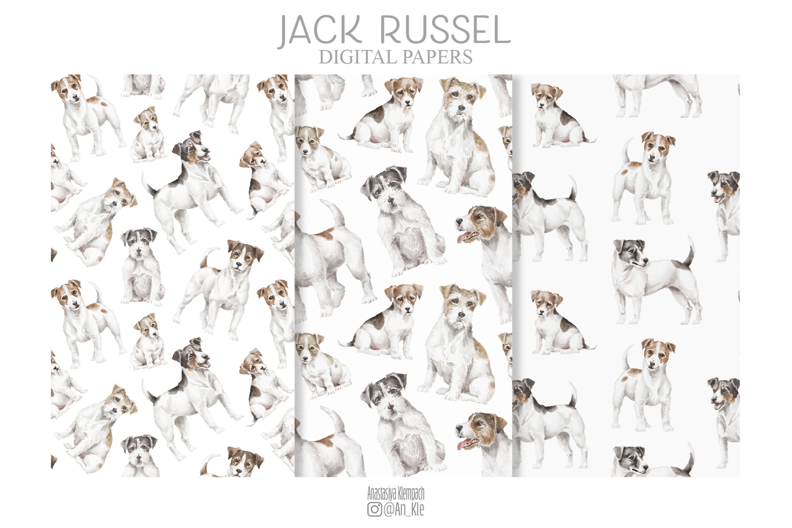 Jack Russel Terrier Jack Russel Terrier